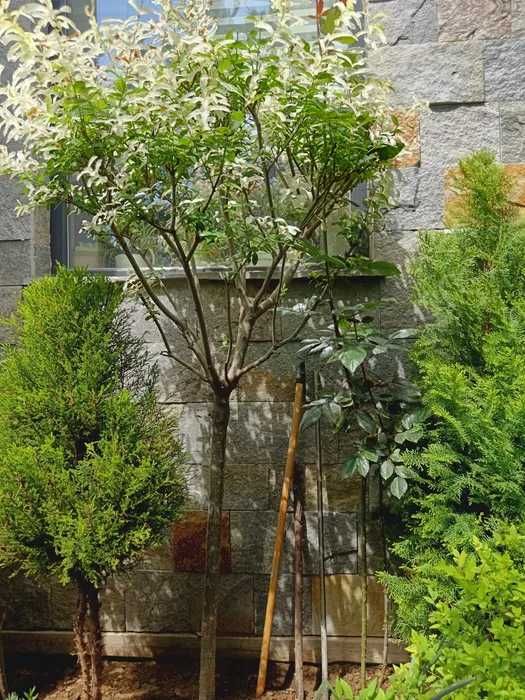 Продава се Къща в Пловдив, Беломорски - 146 кв.м за 1922 €/кв.м - Снимка #7