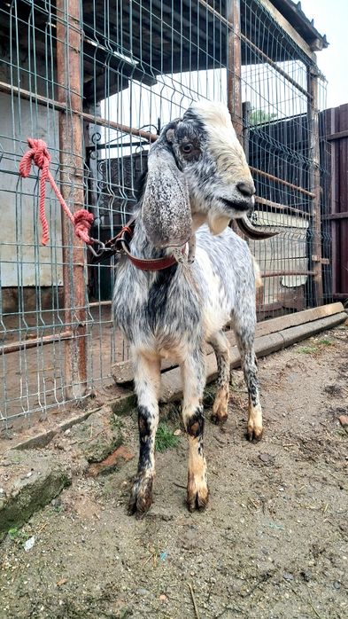 Tap anglonubian de montă