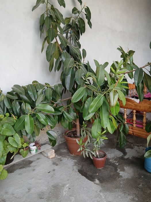 Fikus guli chiroyli gul