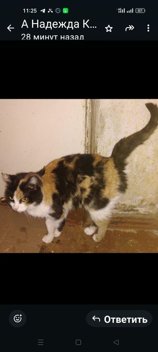 Отдаю бесплатно кошку