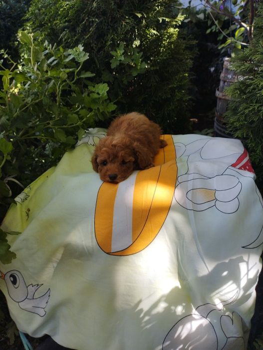 Той Пудел/Poodle Toy.