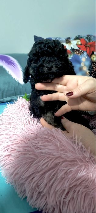 Той пудел Toy poodle -момчета