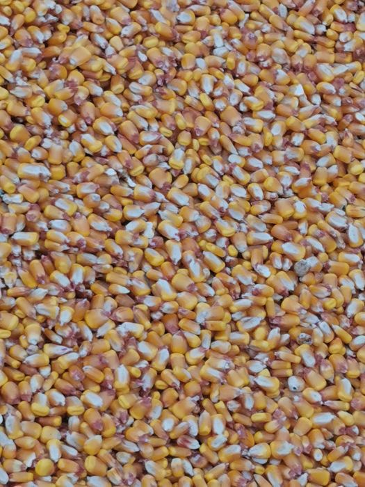 Vând  porumb,grau si floarea-soarelui productia 2025