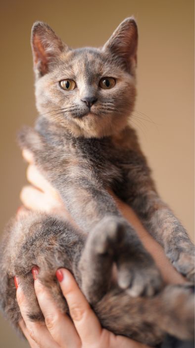 Девочка котенок в поисках дома, Ташкент! Mushukcha uy qidiryapti