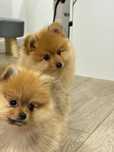 Pui de pomeranian iubitori