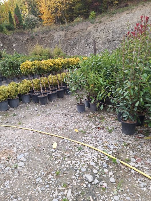 Vând plante ornamentale tuia spiral măslin palmieri mestecân  tuia  li