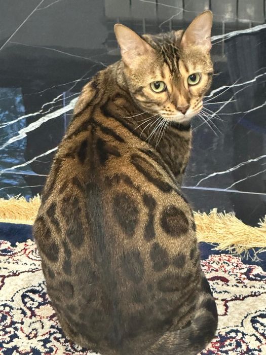 Отдам в хорошие руки кошечку бенгальскую