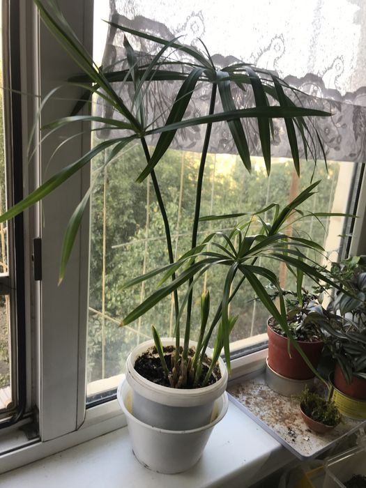 Продам ципериус!