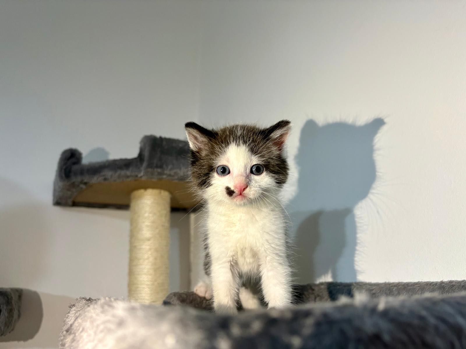 Ofer spre adopție 2 pisicuțe