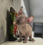 Baietel sphynx/sfinx/elf