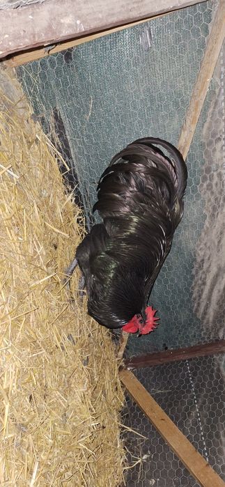 Ultimele 4 puici de australorp de 5 luni si cocosi pt doritori