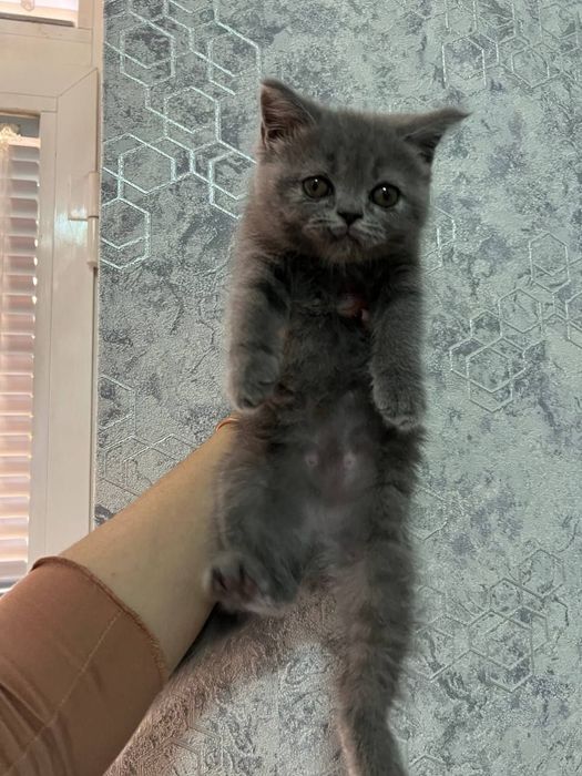 Продаются котята скоттиш страйт и фолд