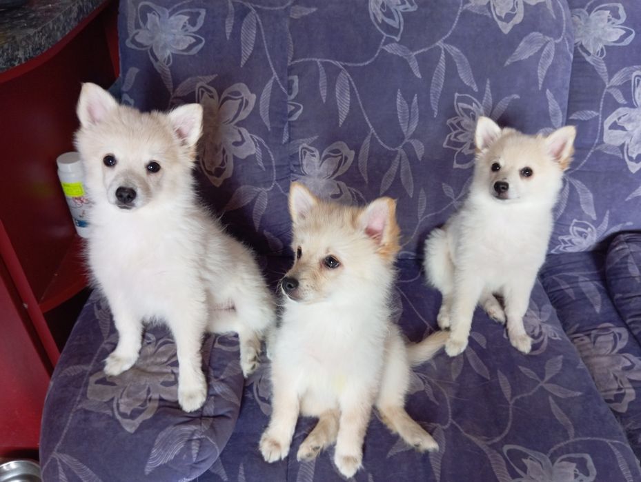 Немски шпиц малки, с всички 3 ваксини