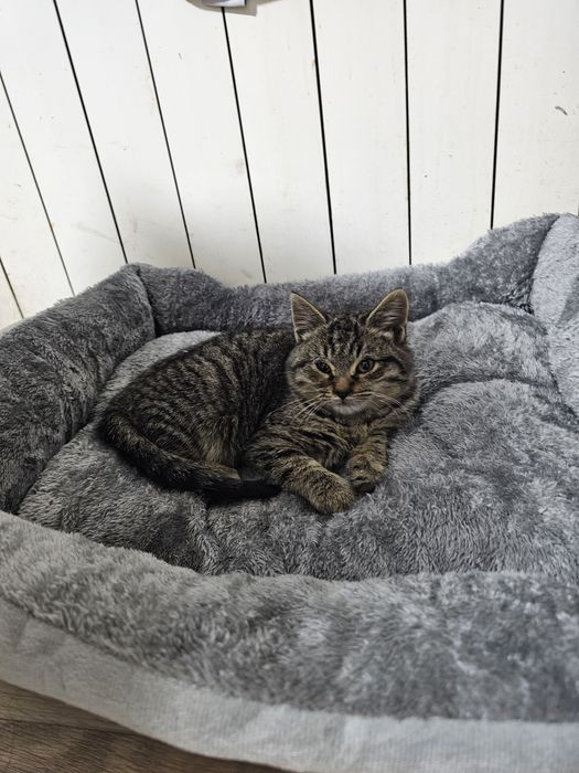 Котёнок девочка красавица