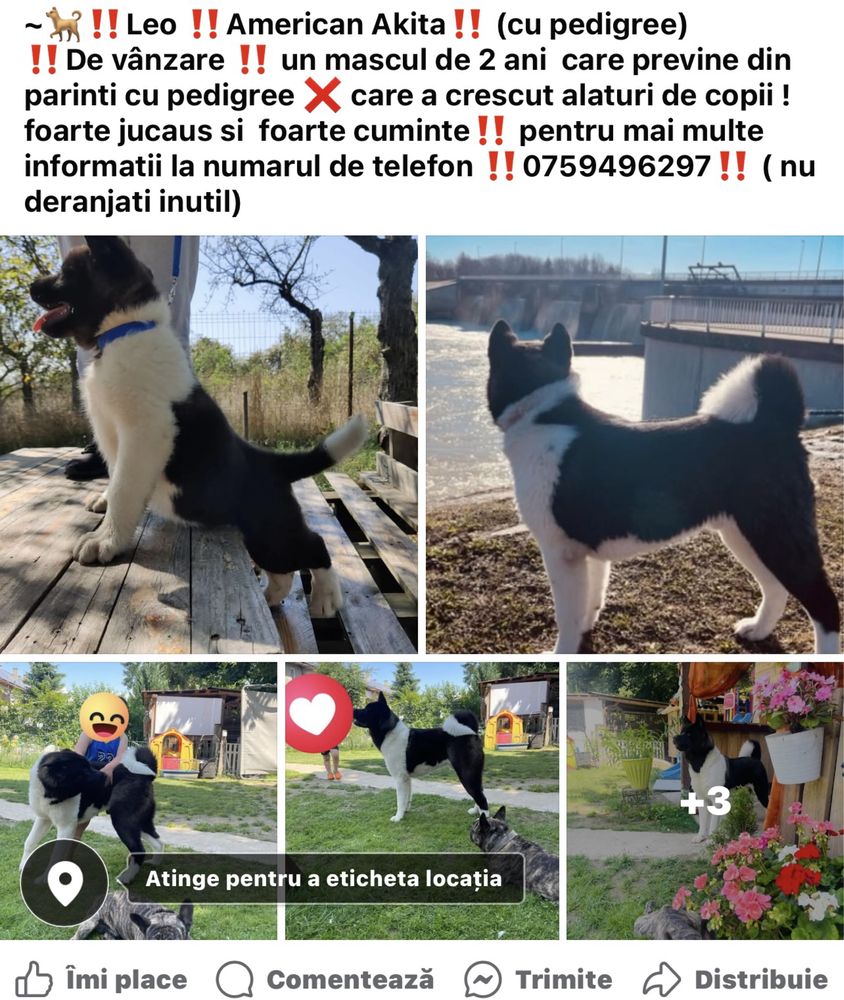 Akita-americannn
