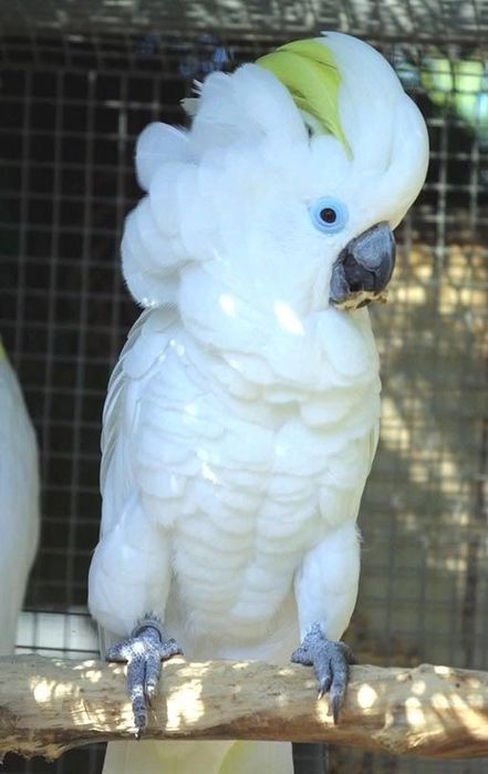 Какаду Голубо Глазый (Blue eyes cockatoo) 5 ойлик куш донга тушкан.