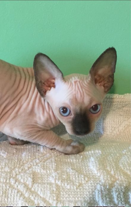 Pisici sphynx fara par