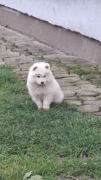 Mascul   samoyed