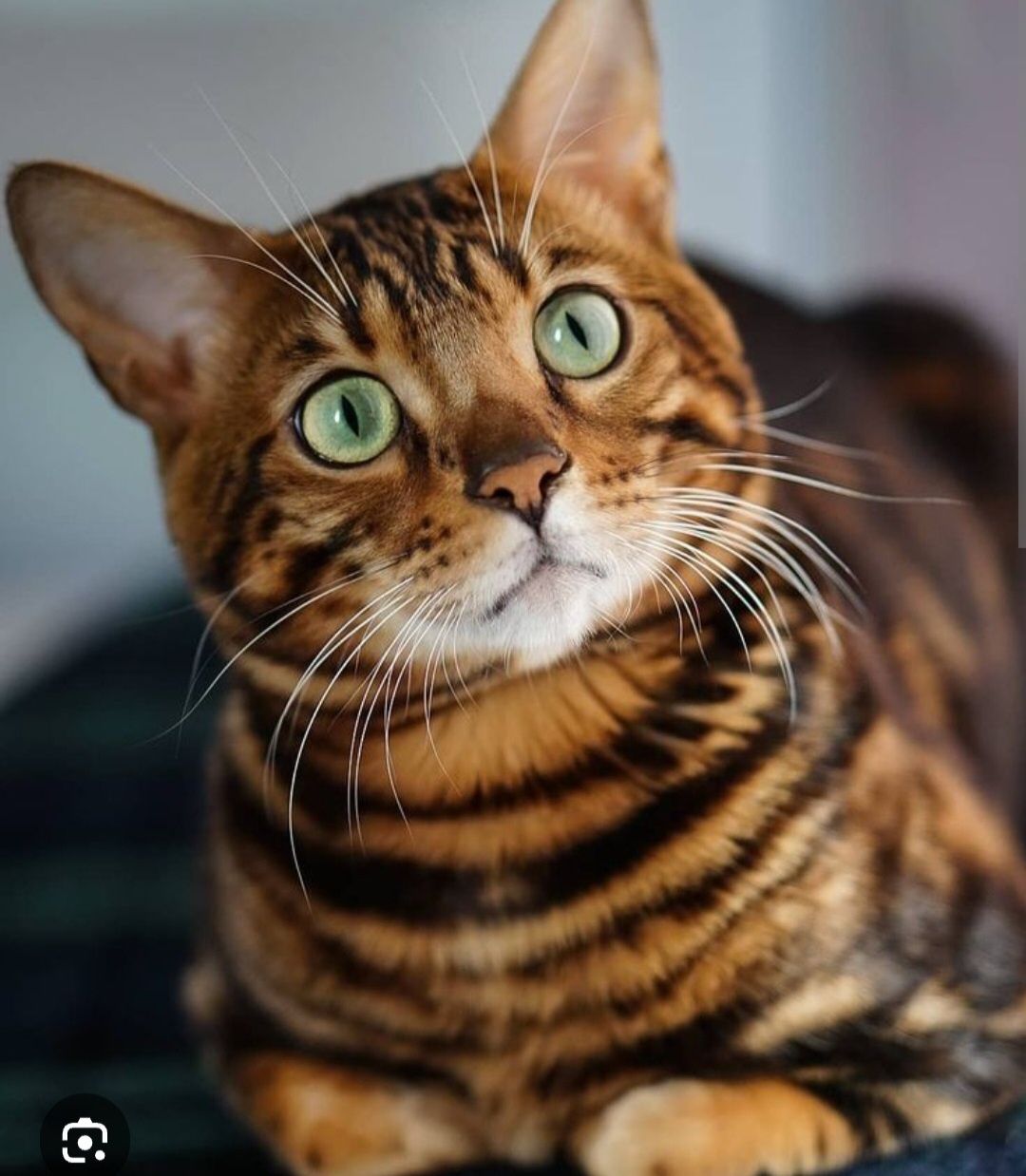 Бенгальский кот на вязку