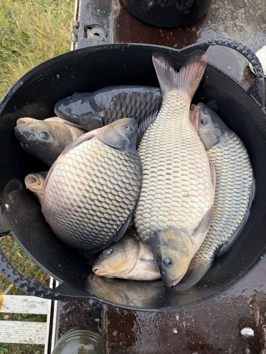 Crap pentru consum sau populat