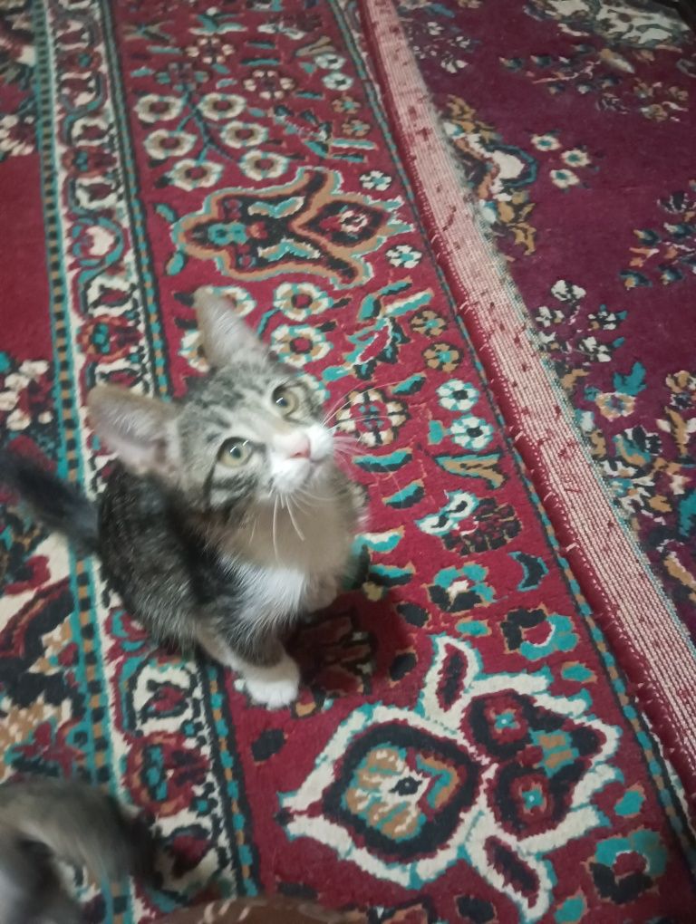 uy mushugi 3 ta qiz 1 ta ogl