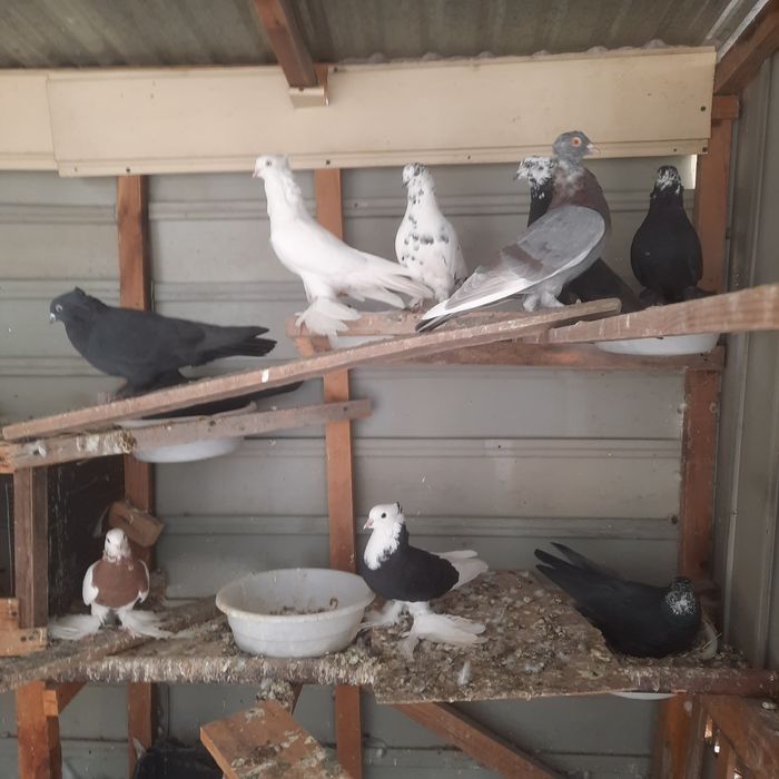 Хаммаси сотилади, танлаб олсиз нархларини келишамиз