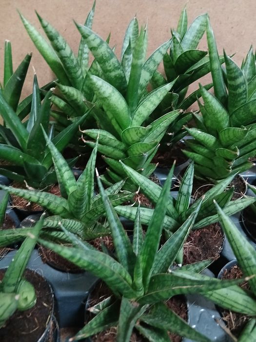 Сансивьерия микс Голандия