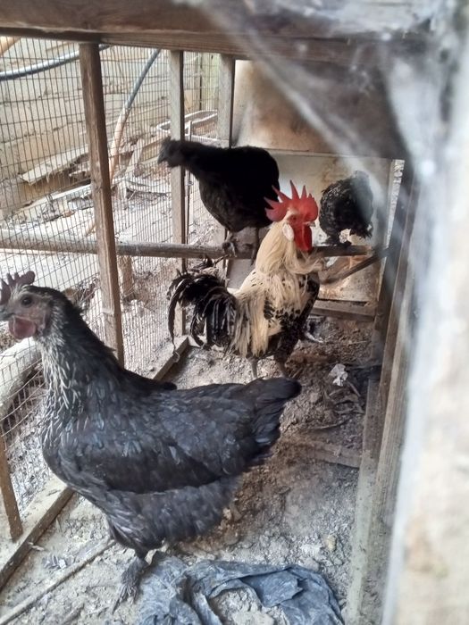 Хуроз ва товуклар