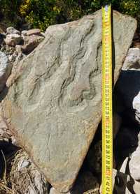 Climactichnites tracemaker fosila