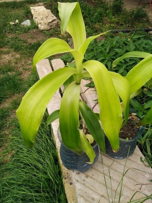 Лечебна КАЛИЗИЯ, Люти чушки дръвче в съксия, Каланхое, Семен