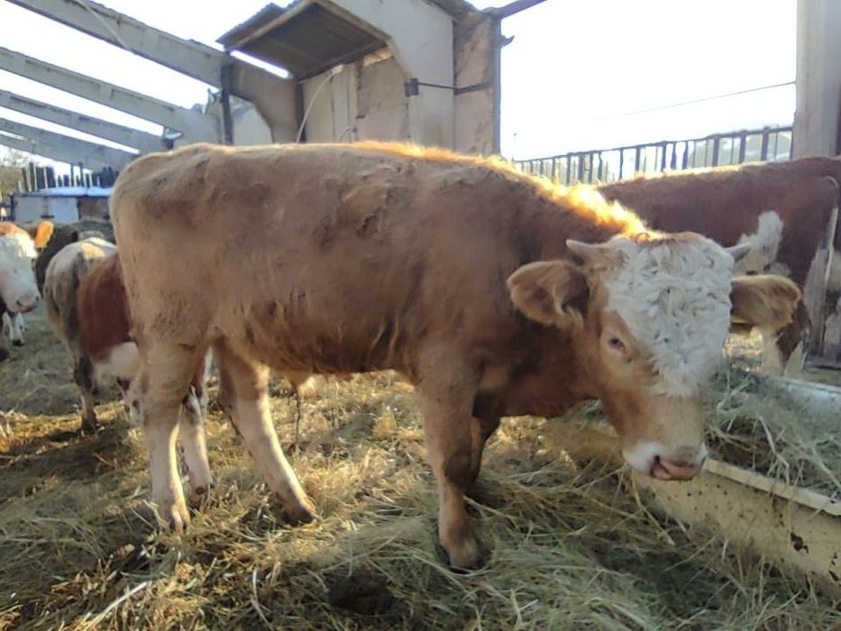 Продам подсосных бычков