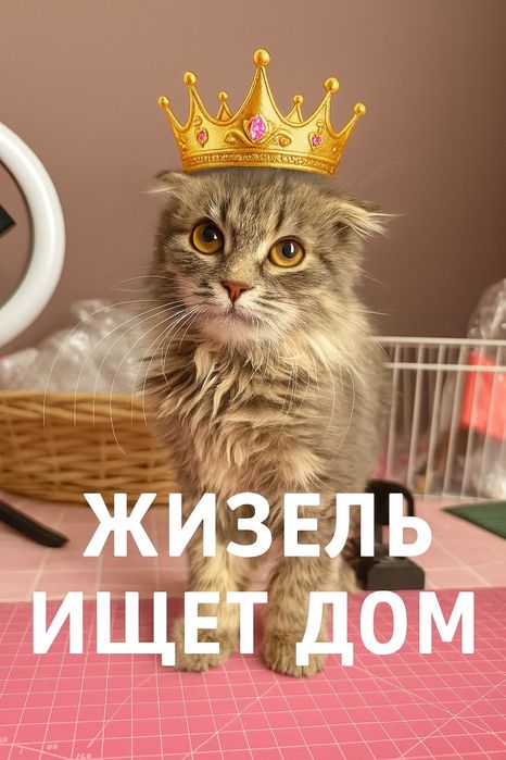 Отдам котенка доброго