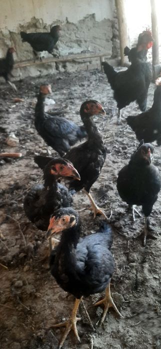 Дакан макёнлар 5 та тозасидан