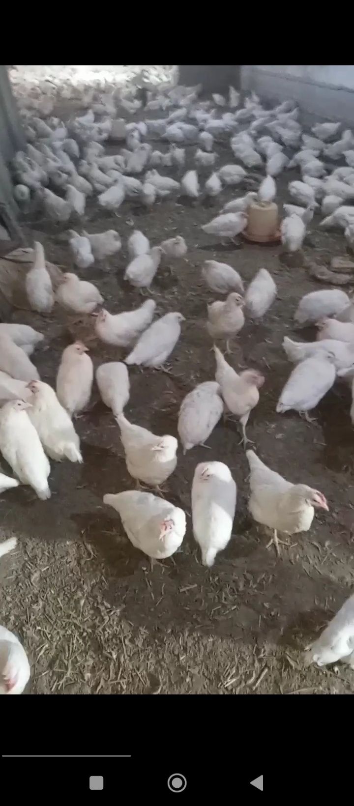 Товуклар сотилади