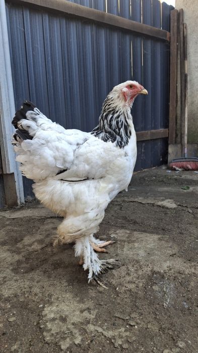Vând  găină brahma HD