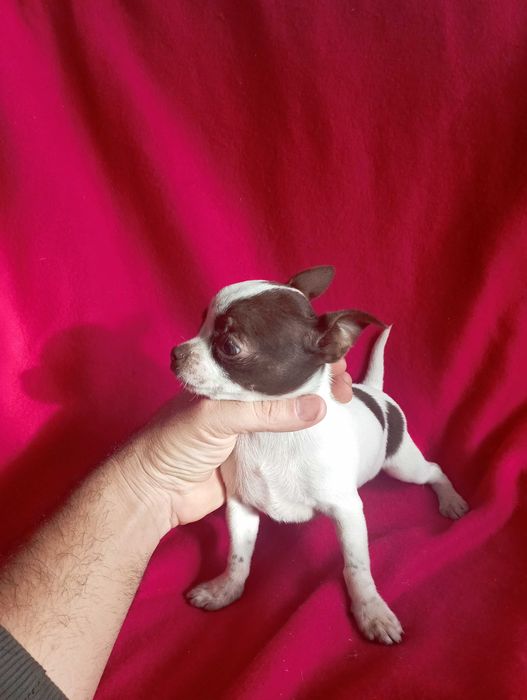 Чихуахуа шоко линия