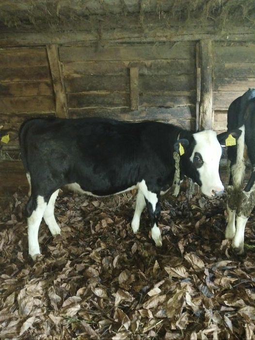 Vând un tăuraș și două vițele