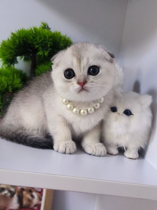 Котята от правильной вязки