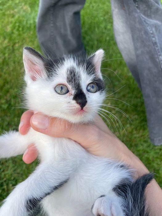 Подаряват се дългокосмести котенца