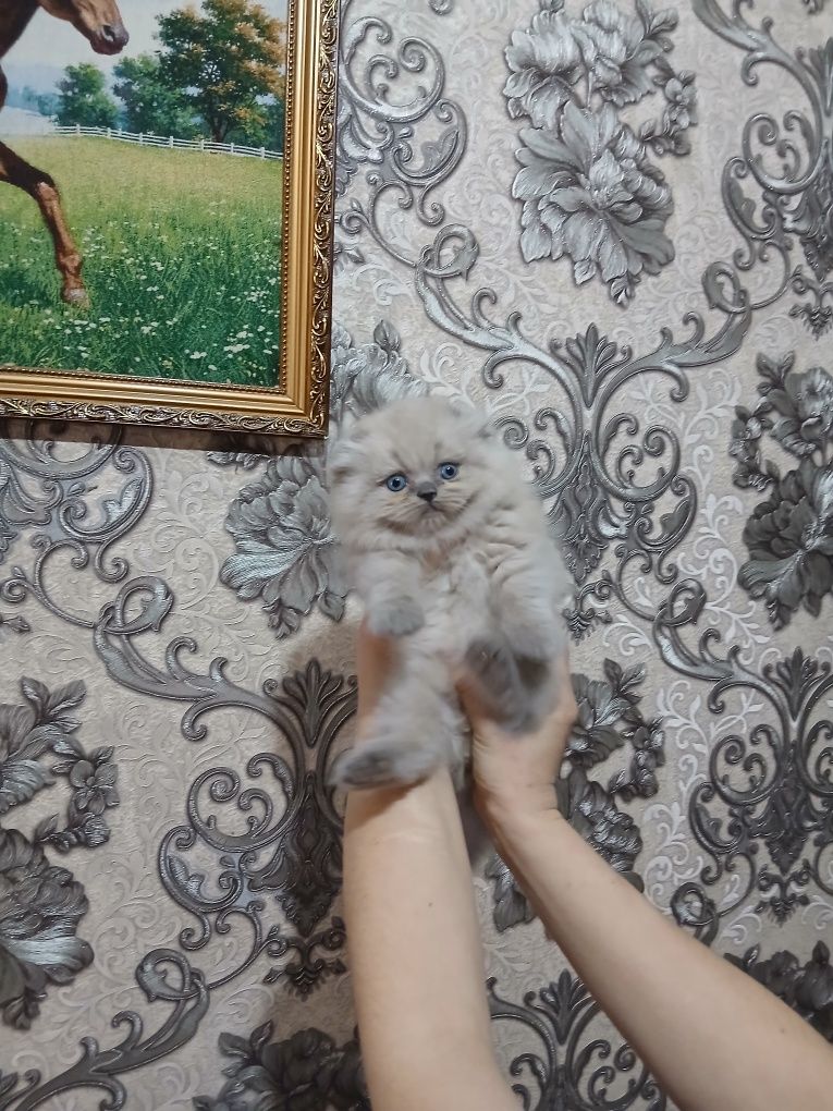 Срочно продаются котята британцы
