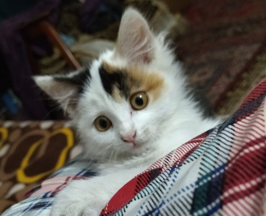 Отдам кошечку красивую, охотница