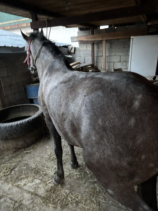 5жас айғыр жуас міңгі