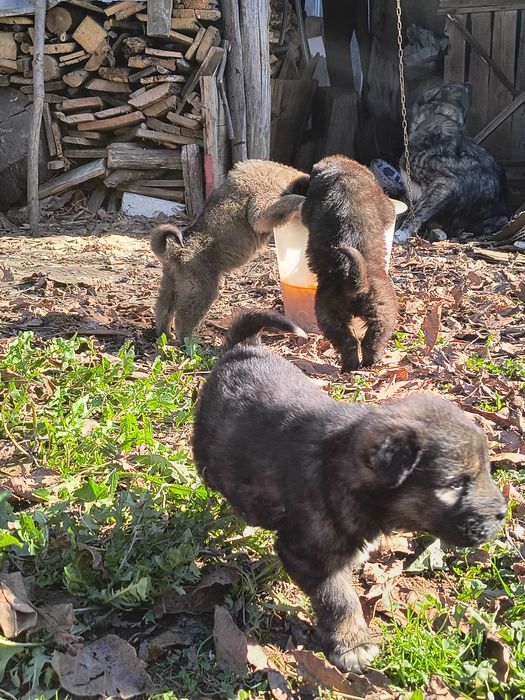 Pui de Alabai Ciobanesc Asia Centrala