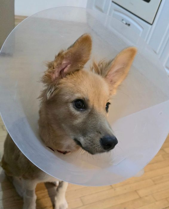 Cățelușă tânără caută adopție