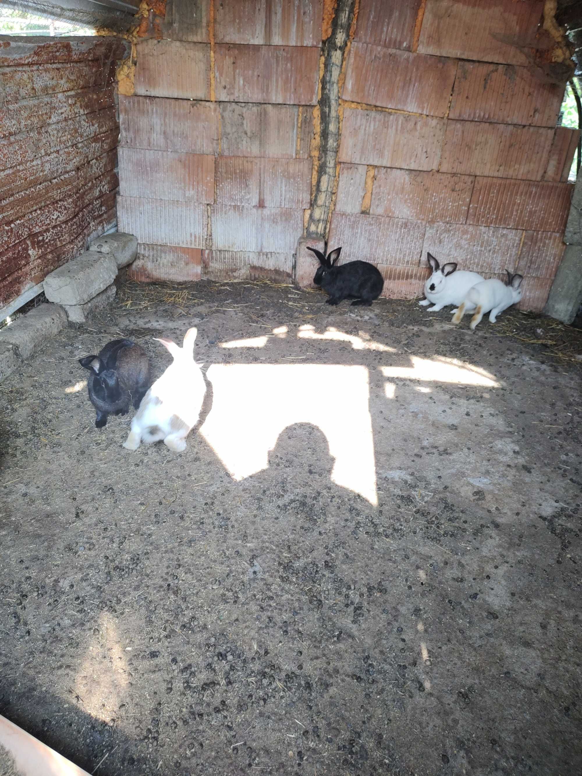 Iepuraș caută casa noua