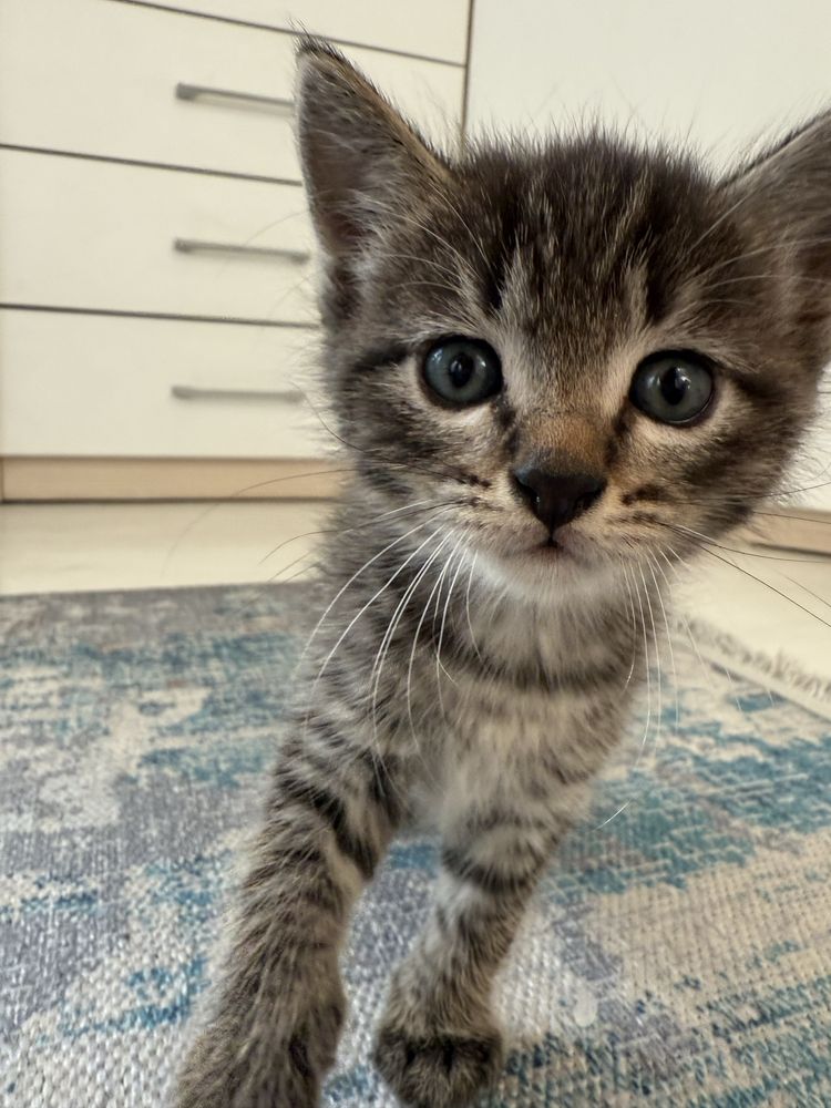Котенок в добрые руки