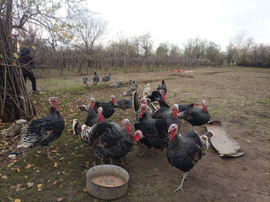 Vând curci și curcani de calitate!