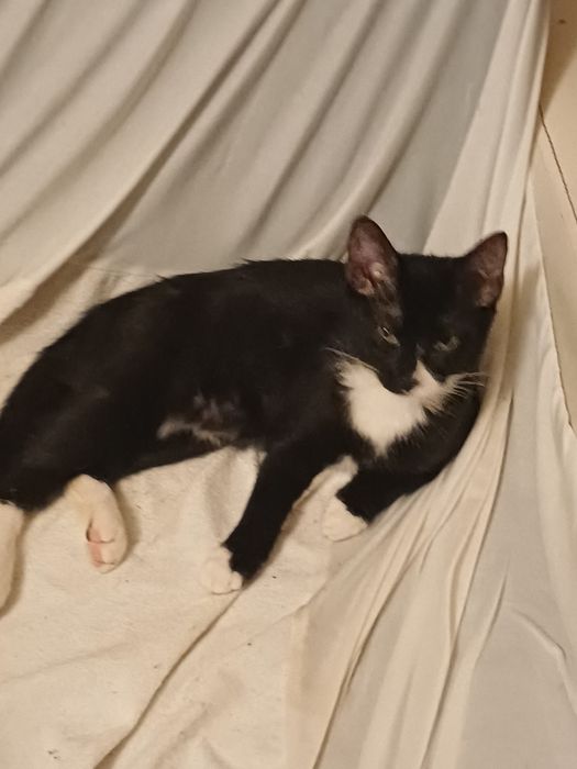 Pisicute pentru adoptie