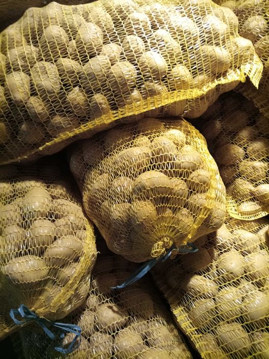 Картофи сорт Сорая