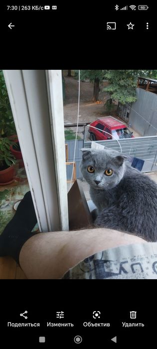 Продам шотландскую веслоухую кошку